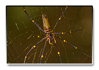 Austrálie - jedovatí pavouci