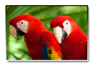Mexiko - papoušek Ara Arakanga