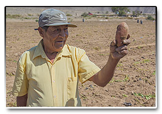 Peru - nejslavnější peruánská plodina, brambory