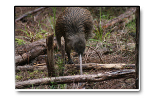 Nový Zéland - Kiwi hnědý