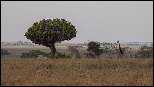 Tanzánie - divoké srdce Afriky