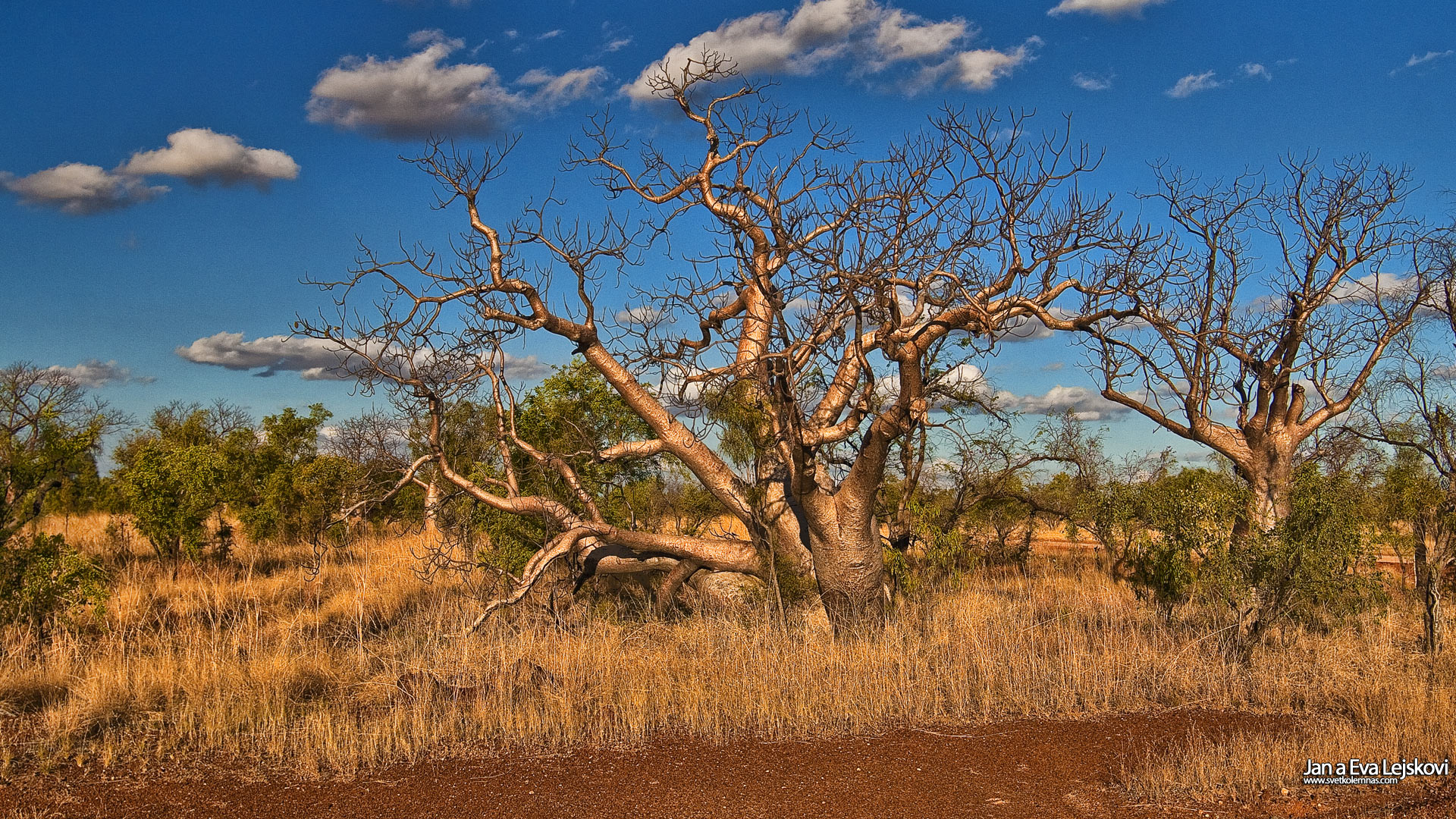 Tapeta na plochu, Austrálie - Kimberley, Baobaby