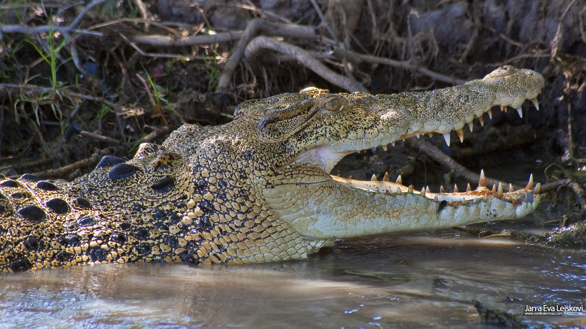 Tapeta na plochu, Austrálie - Krokodýl na řece Mary River