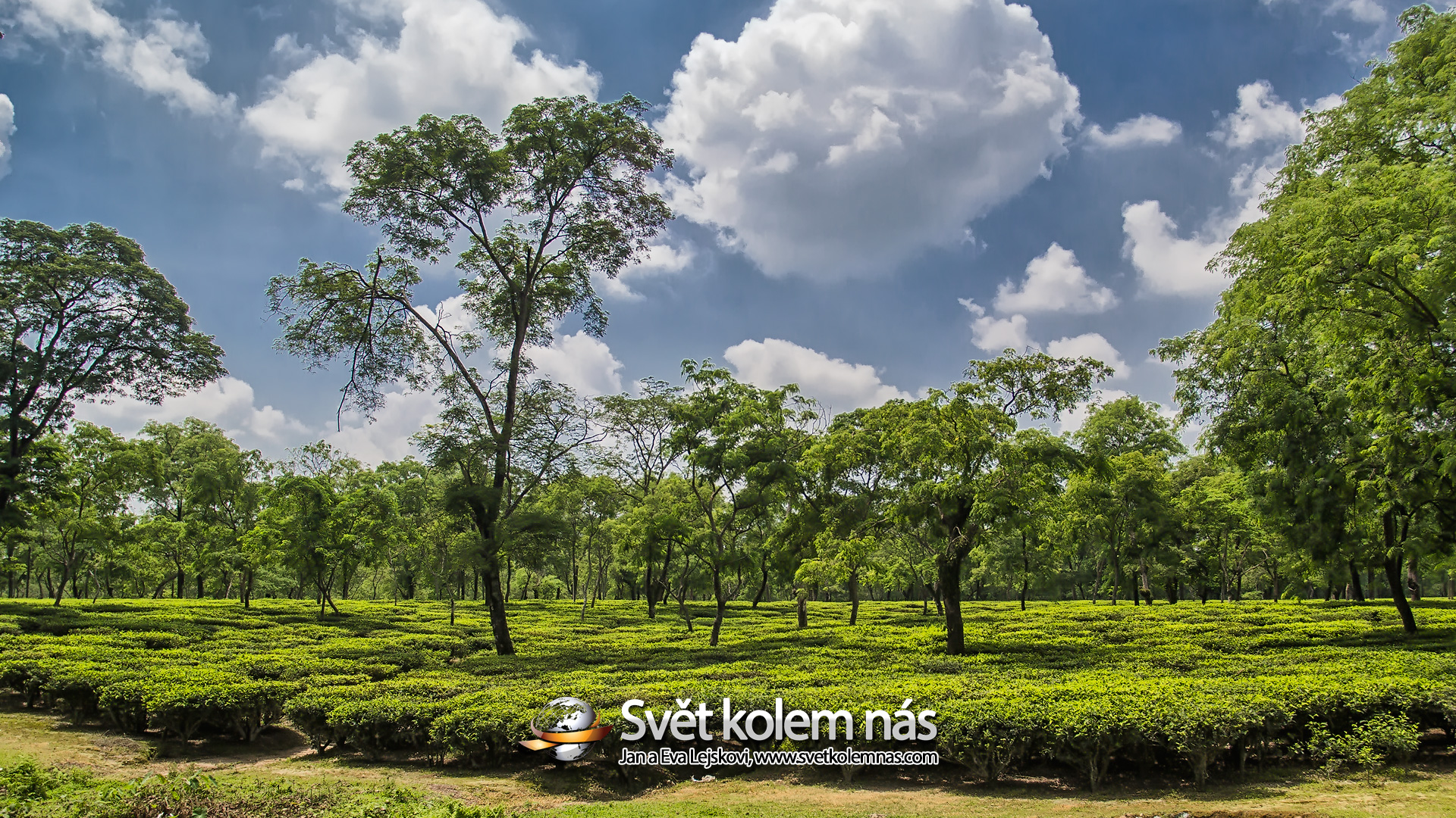 Tapeta na plochu, Indie - Čajové plantáže v DarjeelinguČajové plantáže v Darjeelingu