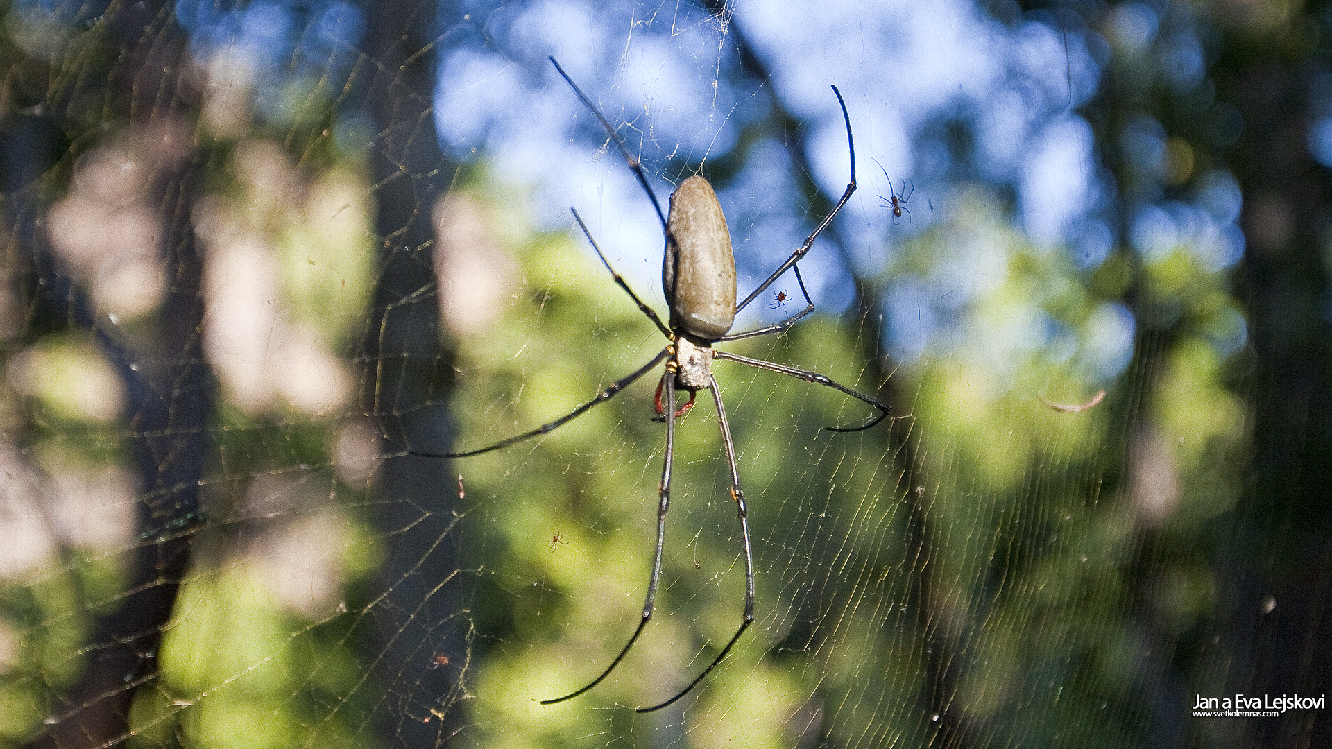 Tapeta na plochu, Austrálie - Pavouk Golden Orb